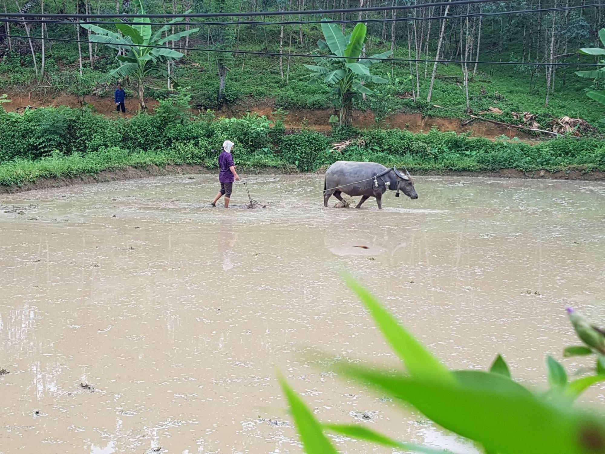 Vu Linh Palm House Homestay - Bungalow Yen Bai المظهر الخارجي الصورة